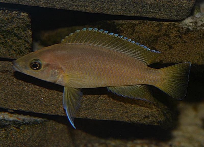 Neolamprologus sp. 'leleupi blue chin' Myunga